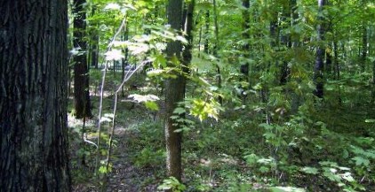 Новосибирскому чиновнику объявлен выговор за разрешение строительства в лесу