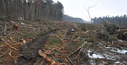 Более 30 га леса могут вырубить под строительство дублера Щелковского шоссе в Подмосковье