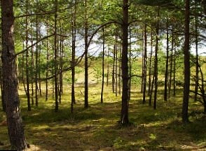 Московская область получила от столицы 35 тысяч гектаров леса