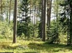Леса «Новой Москвы» станут особо охраняемыми зонами
